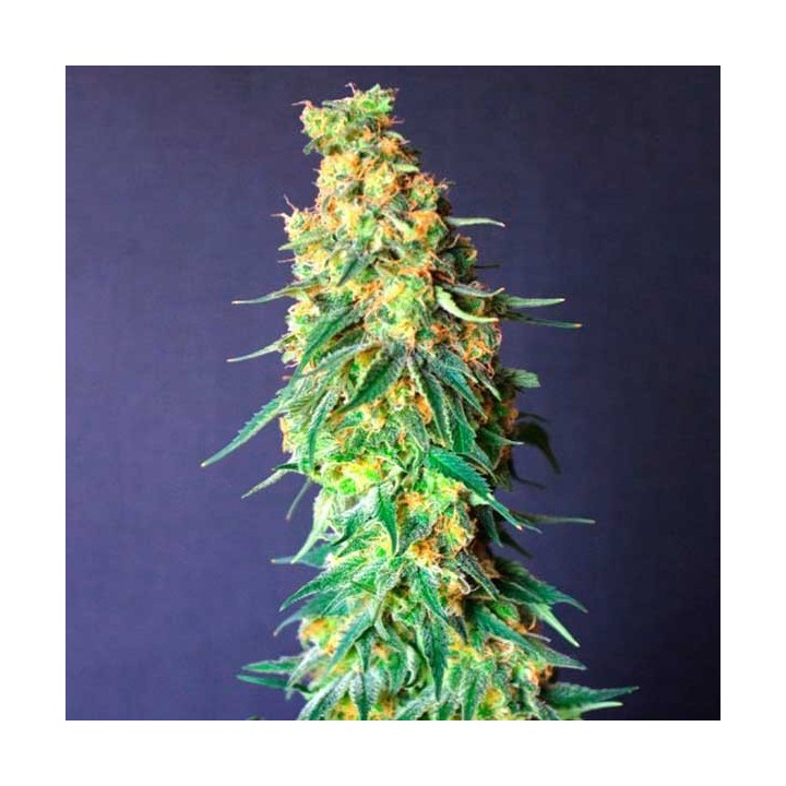 White Domina CBD Feminizada de Kannabia Seeds