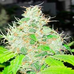 1024 Feminizada de Medical Seeds