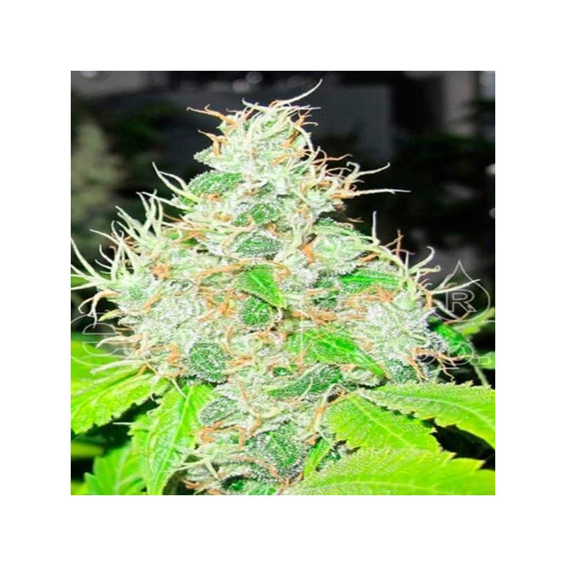 1024 Feminizada de Medical Seeds