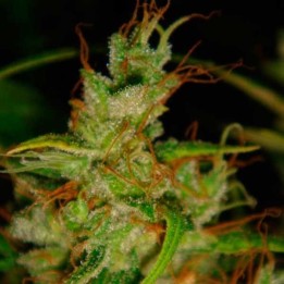 2046 Feminizada de Medical Seeds