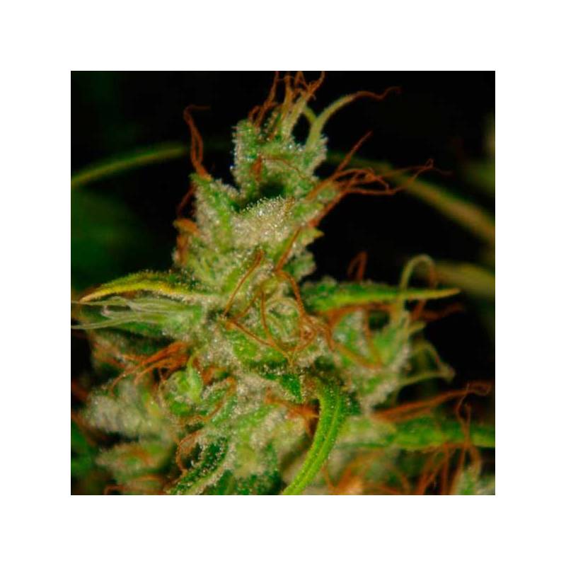 2046 Feminizada de Medical Seeds