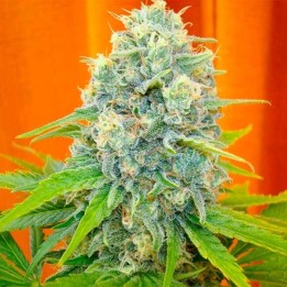 Channel + Feminizada de Medical Seeds