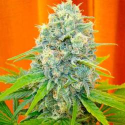 Channel + Feminizada de Medical Seeds