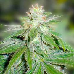 Devil Fruit Feminizada de Medical Seeds