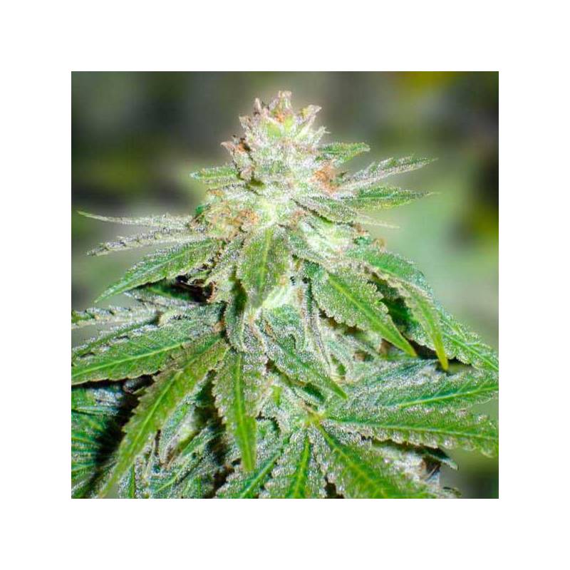 Devil Fruit Feminizada de Medical Seeds