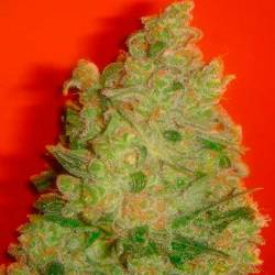 Jack La Mota Feminizada de Medical Seeds