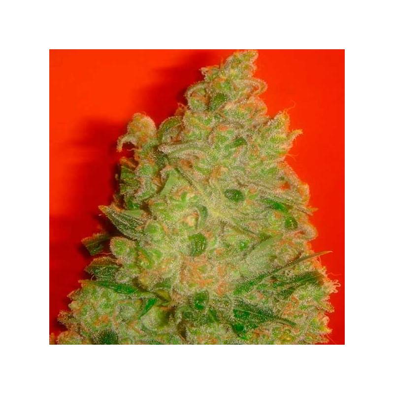 Jack La Mota Feminizada de Medical Seeds