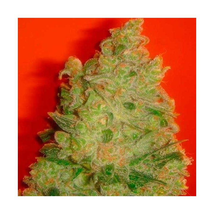 Jack La Mota Feminizada de Medical Seeds