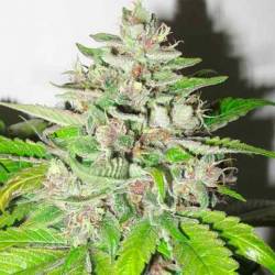 Malakoff Feminizada de Medical Seeds