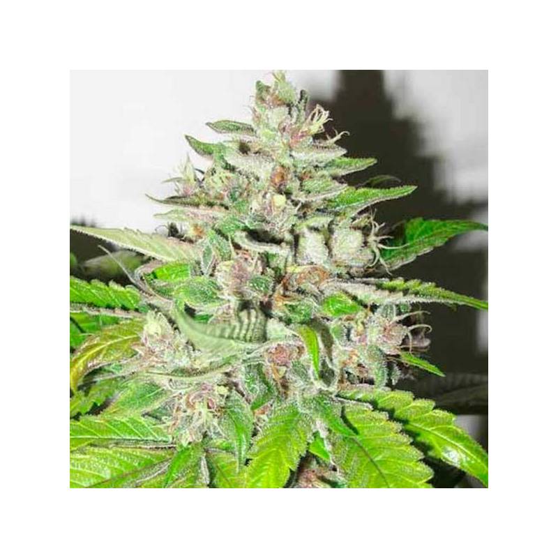 Malakoff Feminizada de Medical Seeds