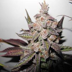 Mendocino X Purple Kush Feminizada de Medical Seeds