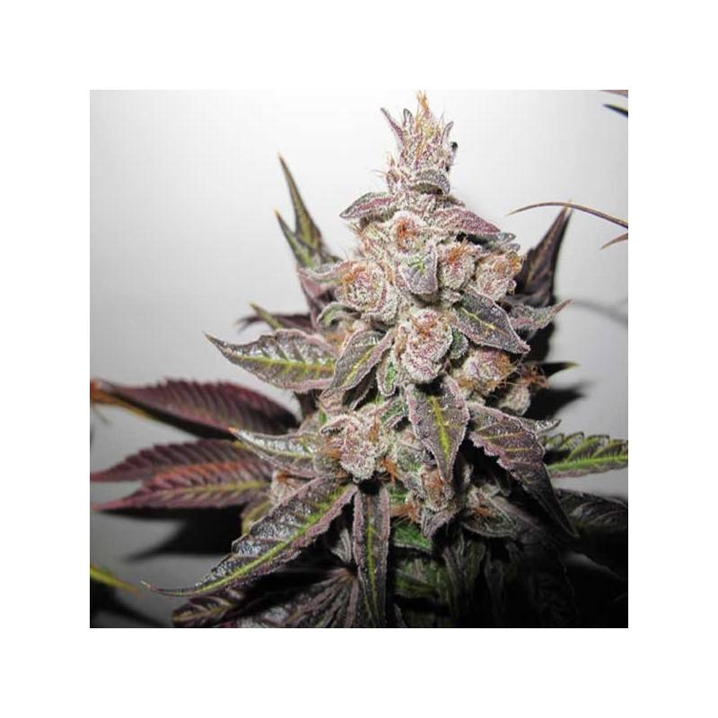 Mendocino X Purple Kush Feminizada de Medical Seeds