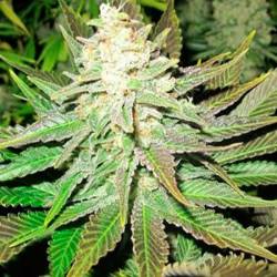 No Name Feminizada de Medical Seeds