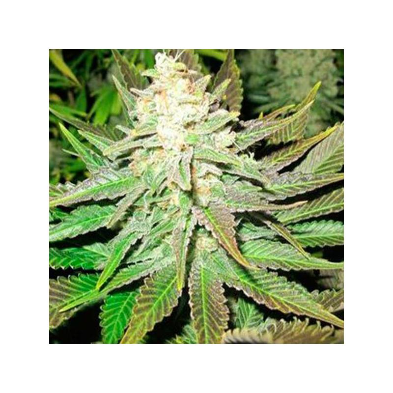 No Name Feminizada de Medical Seeds