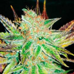 Prozack Feminizada de Medical Seeds