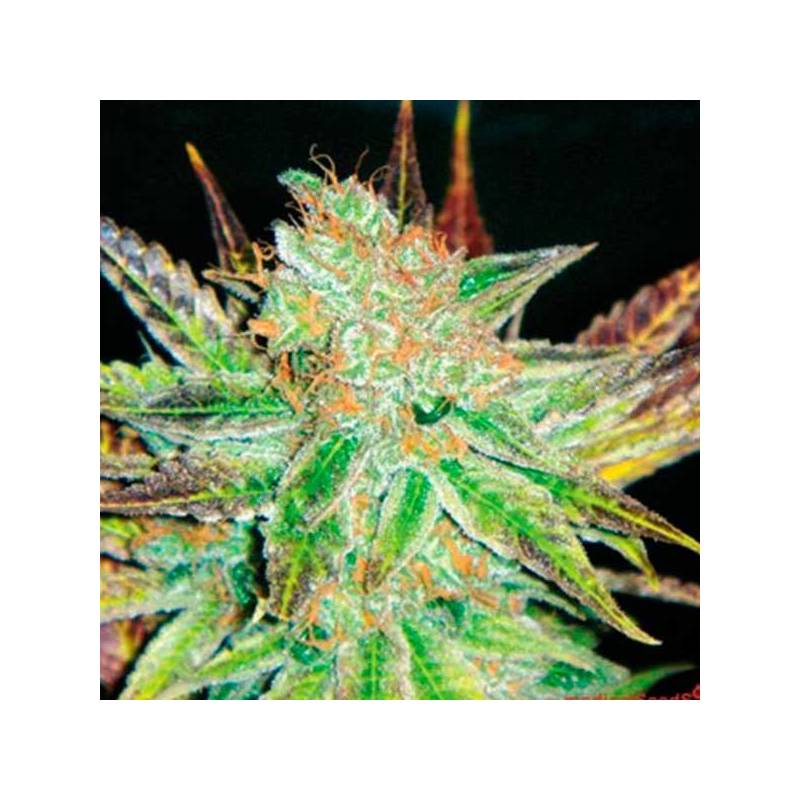 Prozack Feminizada de Medical Seeds