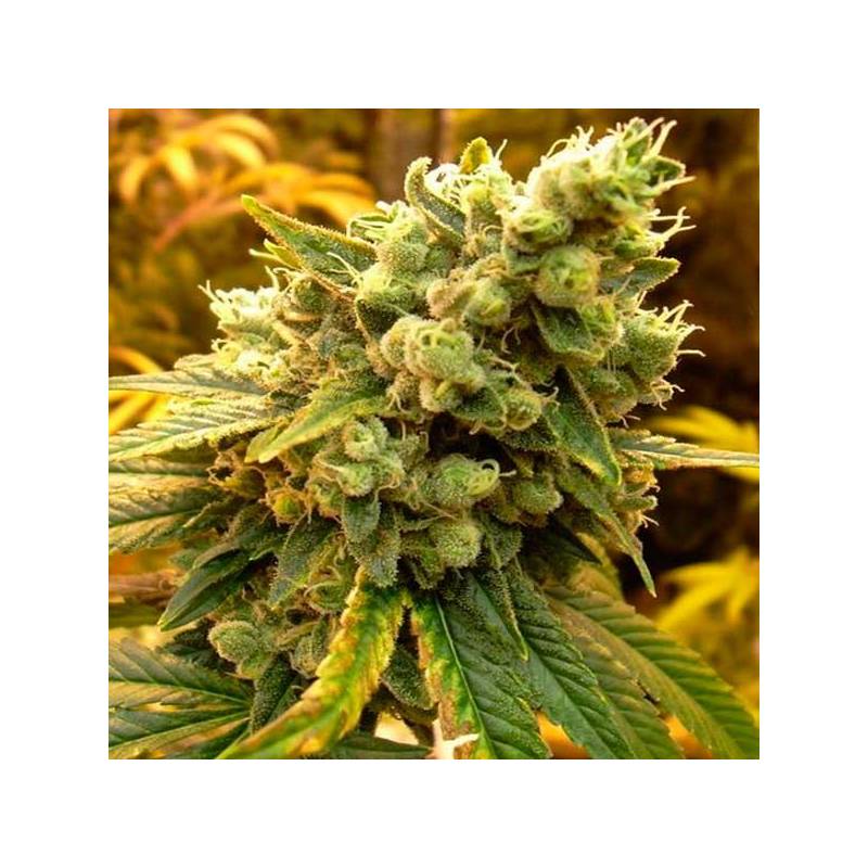 Bcn Sour Diesel Feminizada de Medical Seeds