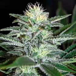 White Widow Feminizada de Medical Seeds