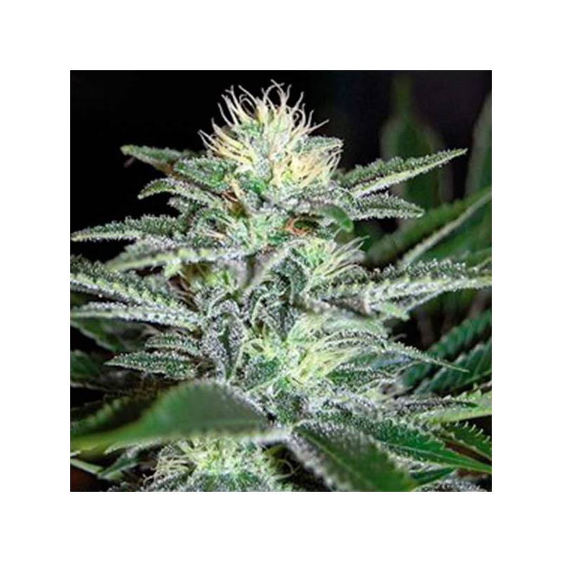 White Widow Feminizada de Medical Seeds