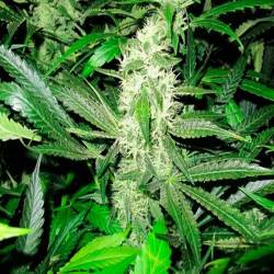 Y Griega Feminizada de Medical Seeds