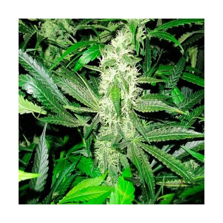 Y Griega Feminizada de Medical Seeds