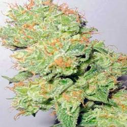 Y Griega CBD Feminizada de Medical Seeds