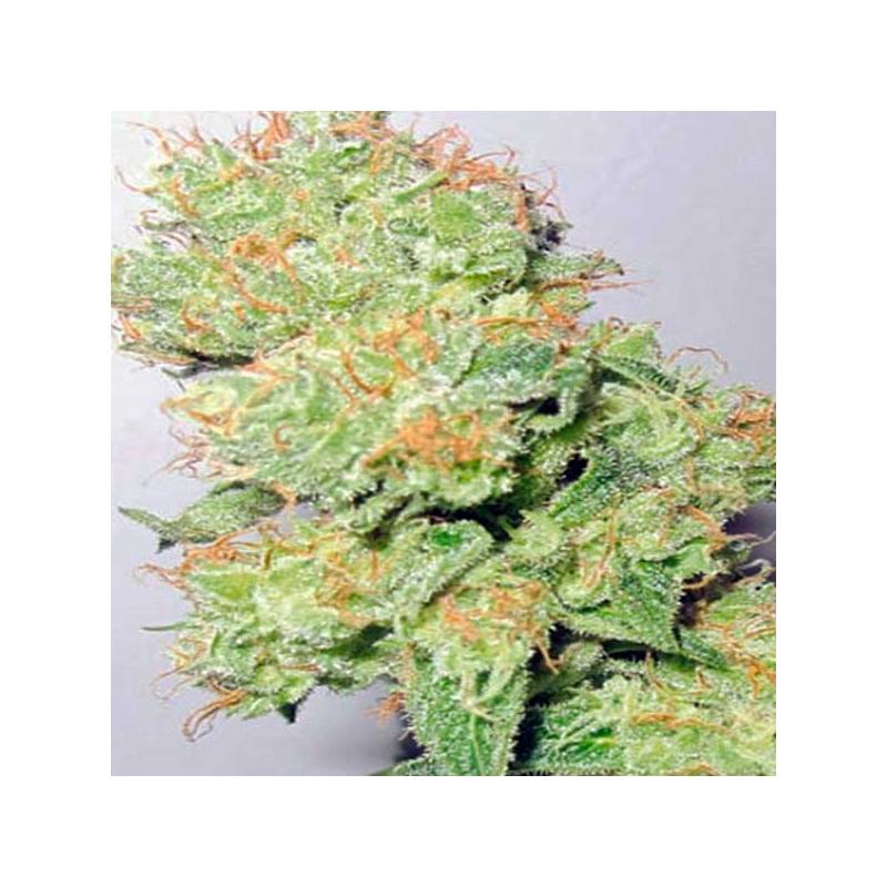 Y Griega CBD Feminizada de Medical Seeds