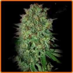 Bestial Skunk Feminizada de Elite Seeds