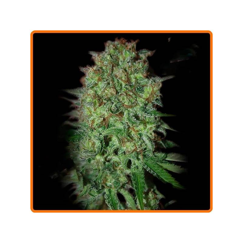 Bestial Skunk Feminizada de Elite Seeds