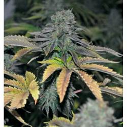 Black Hole Feminizada de Elite Seeds