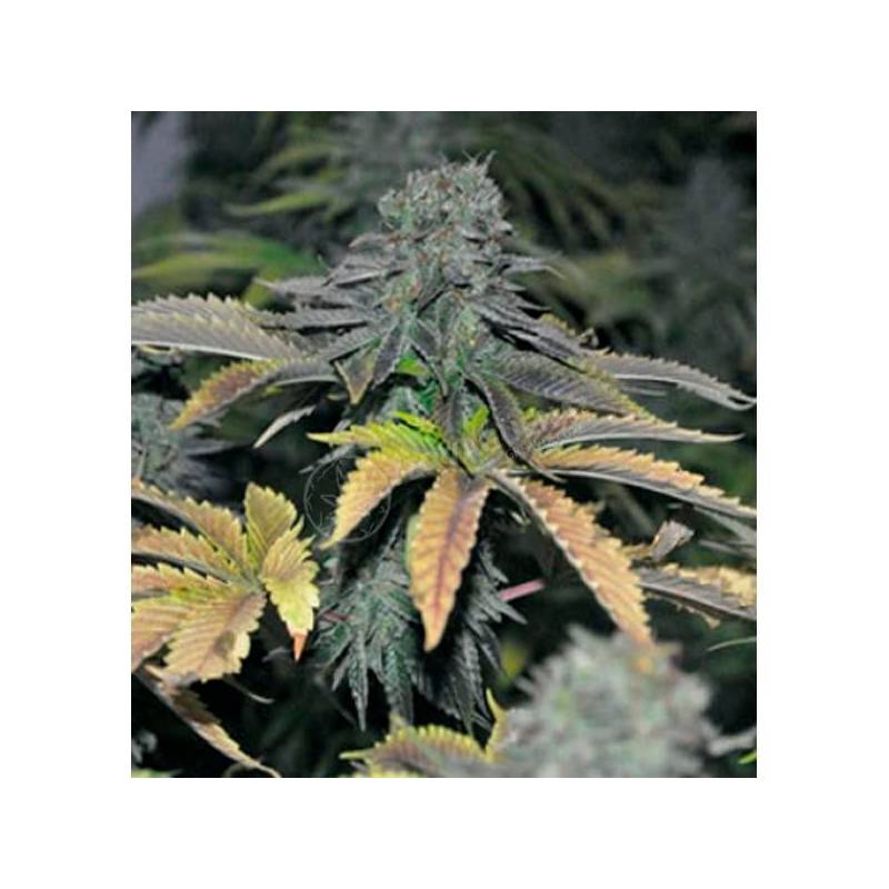 Black Hole Feminizada de Elite Seeds