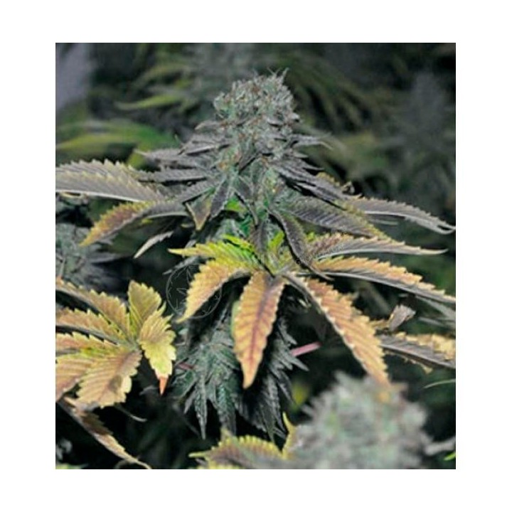 Black Hole Feminizada de Elite Seeds