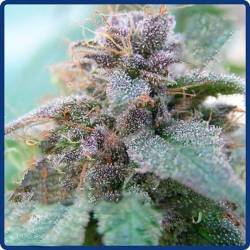 Blue Elite Indica Feminizada de Elite Seeds