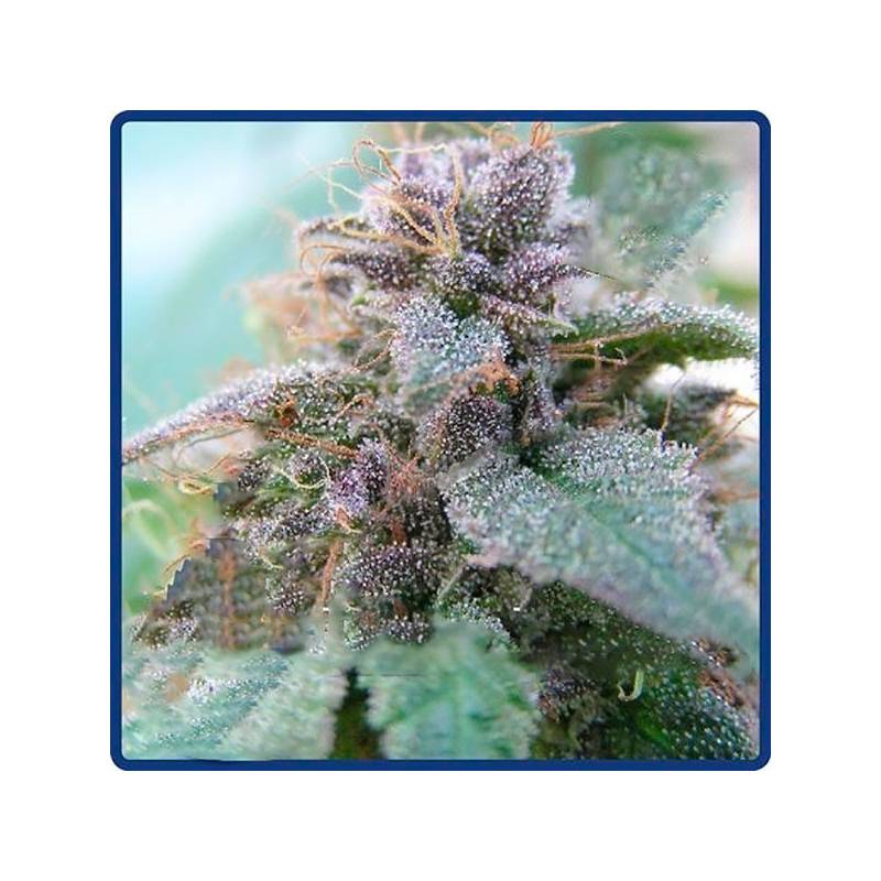 Blue Elite Indica Feminizada de Elite Seeds