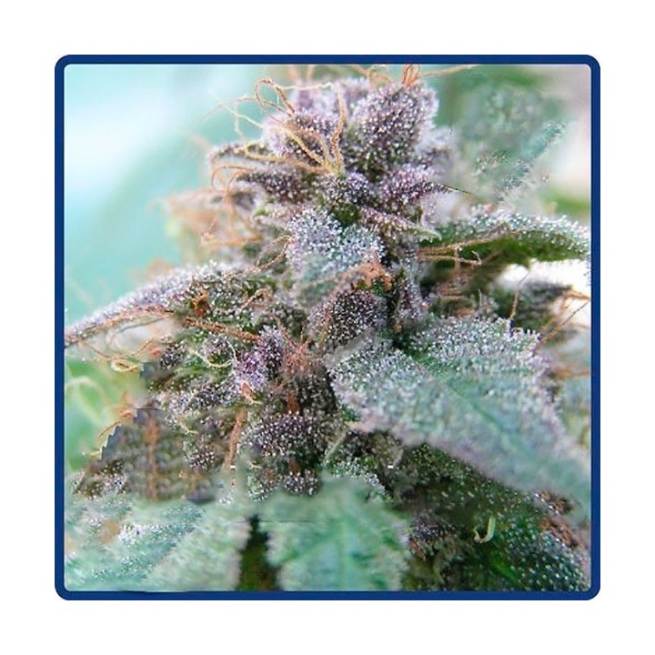Blue Elite Indica Feminizada de Elite Seeds