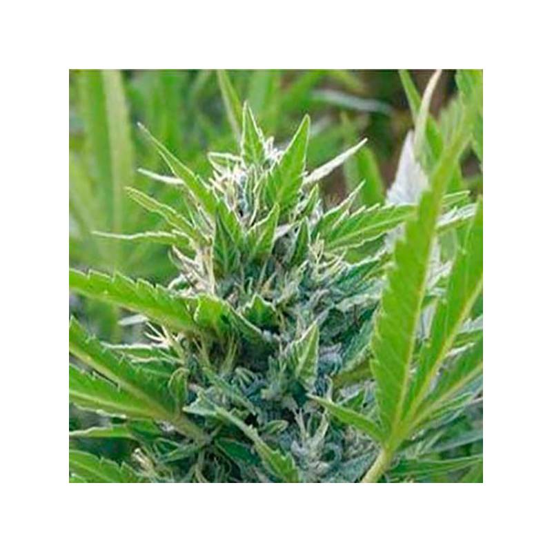 Blue Elite Sativa Feminizada de Elite Seeds