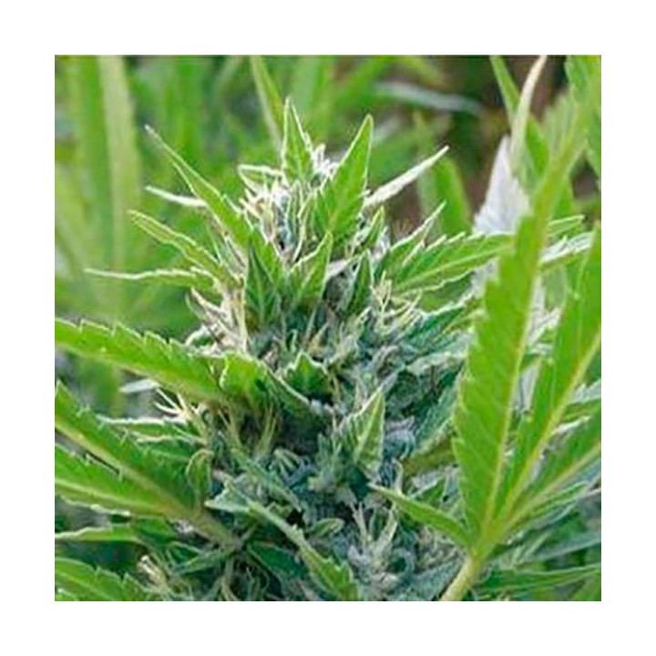 Blue Elite Sativa Feminizada de Elite Seeds