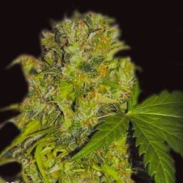 Caprichosa Thai Feminizada de Elite Seeds