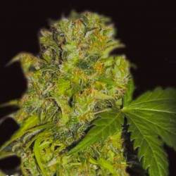 Caprichosa Thai Feminizada de Elite Seeds