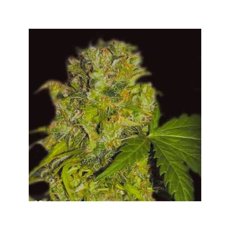 Caprichosa Thai Feminizada de Elite Seeds