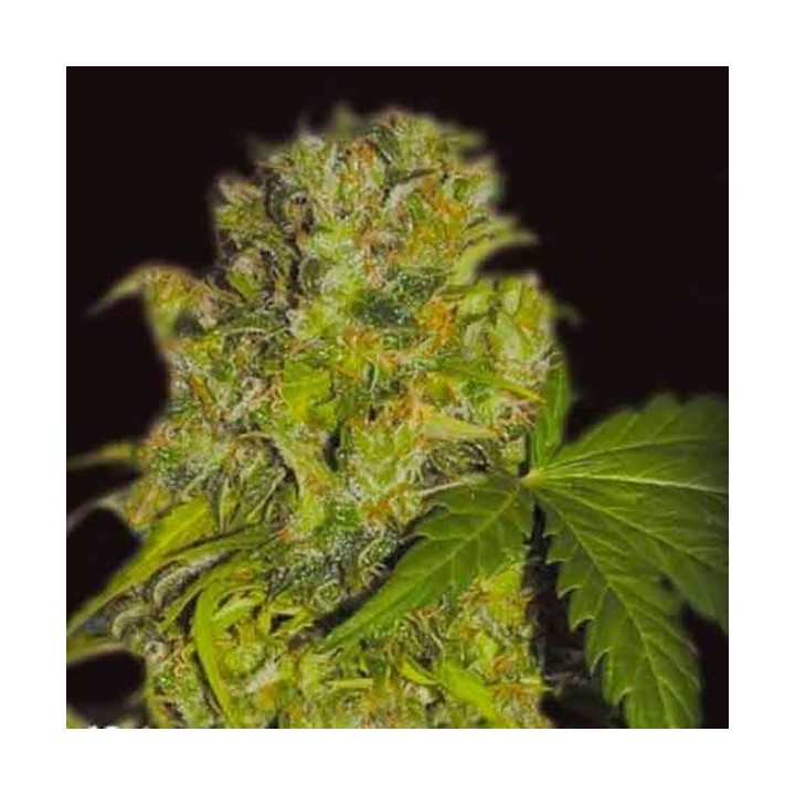 Caprichosa Thai Feminizada de Elite Seeds