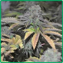 Early Widow Feminizada de Elite Seeds