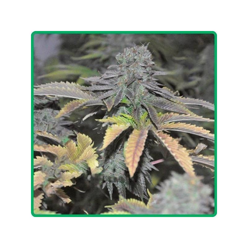 Early Widow Feminizada de Elite Seeds