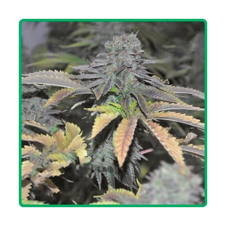 Early Widow Feminizada de Elite Seeds