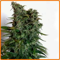 Elite 47 Feminizada de Elite Seeds