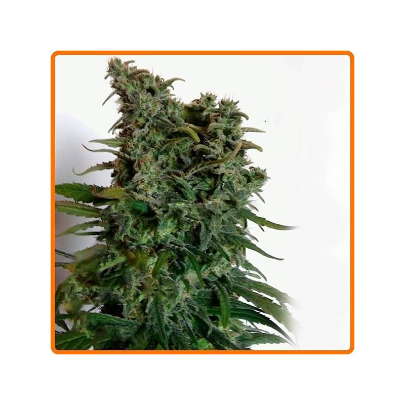 Elite 47 Feminizada de Elite Seeds