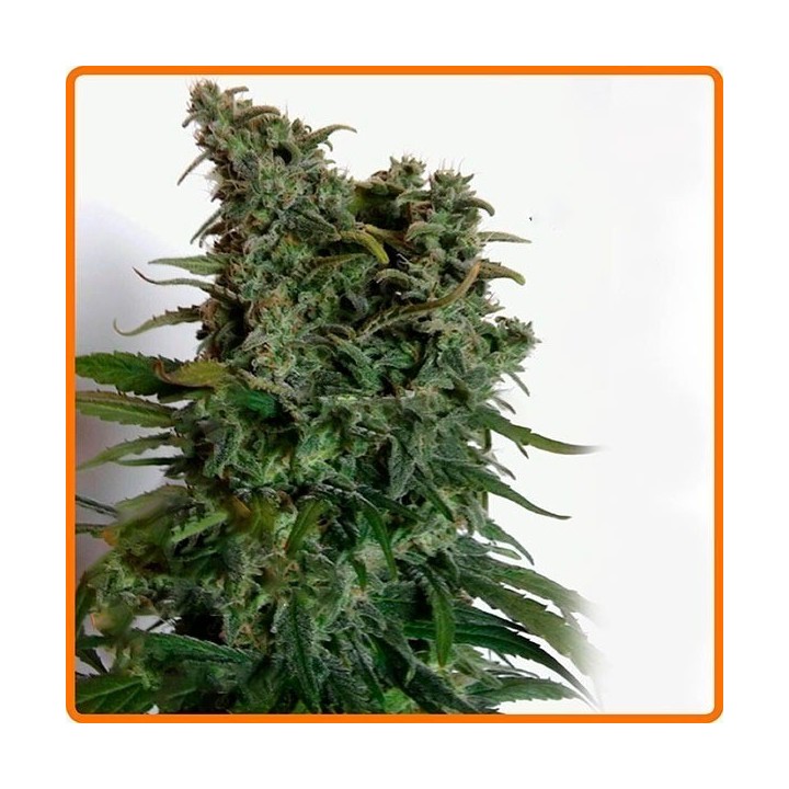 Elite 47 Feminizada de Elite Seeds