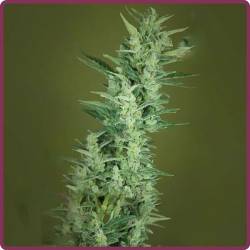 Elite 47 Autofloreciente Feminizada de Elite Seeds