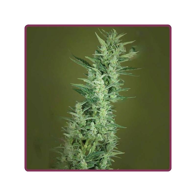 Elite 47 Autofloreciente Feminizada de Elite Seeds