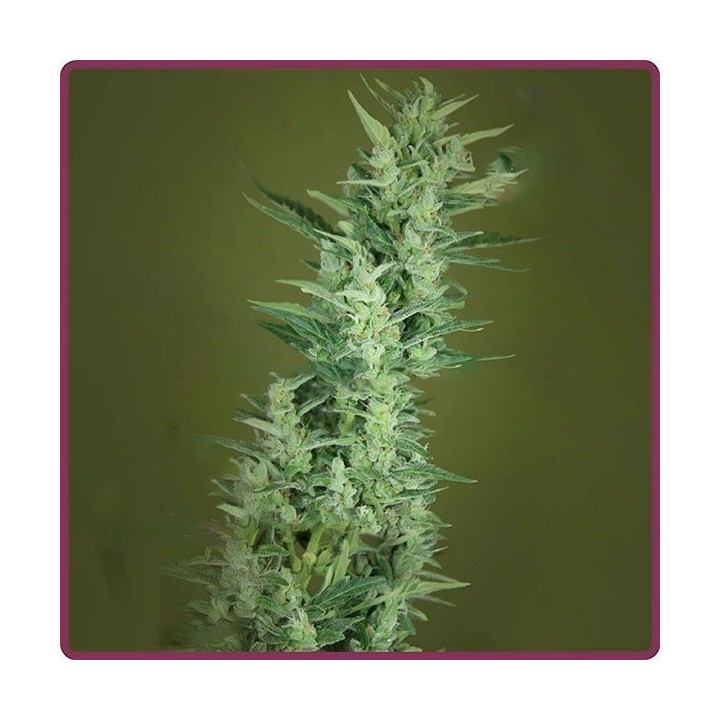 Elite 47 Autofloreciente Feminizada de Elite Seeds